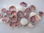 BIVALVE MAUVE